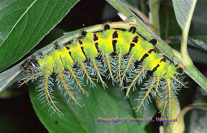 SATURNIIDAE World Homepage für den Saturniidenfreund